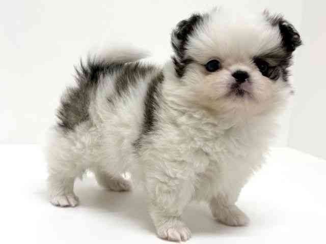 大阪府のペキポメ/ポメペキ(ペキニーズ×ポメラニアン) (ひごペットフレンドリーくずはモール店/2025年11月17日生まれ/男の子/パーティーカラー)の子犬の3枚目の画像