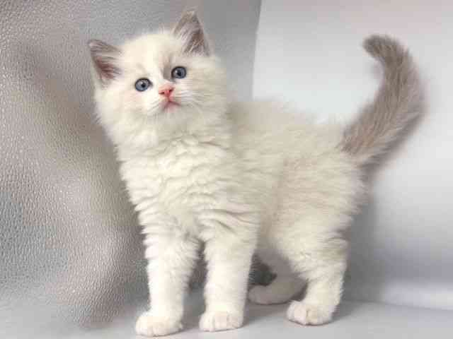大阪府のラグドール (ひごペットフレンドリー岸和田店/2025年11月18日生まれ/男の子/ブルーポイントバイカラー)の子猫の3枚目の画像