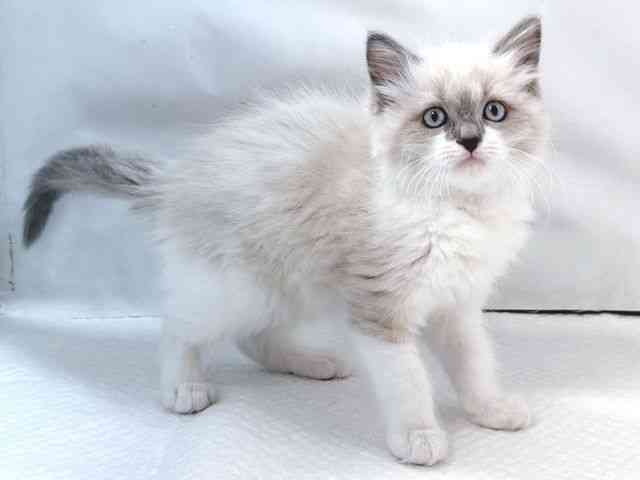 大阪府のラグドール (ひごペットフレンドリー堺プラットプラット店/2025年11月18日生まれ/女の子/ブルーポイント)の子猫の3枚目の画像