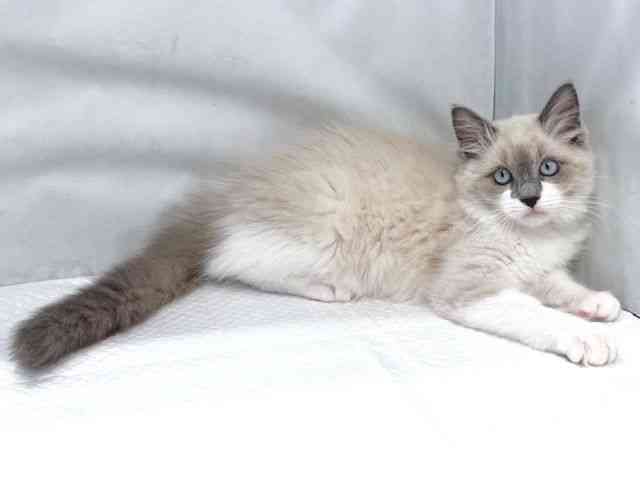 大阪府のラグドール (ひごペットフレンドリー堺プラットプラット店/2025年11月18日生まれ/女の子/ブルーポイント)の子猫の3枚目の画像