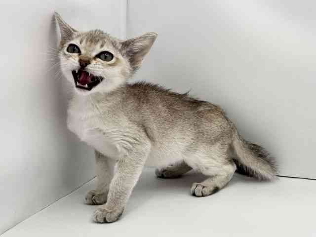 兵庫県のシンガプーラ (ひごペットフレンドリークラウンパーク伊丹店/2025年10月25日生まれ/男の子/セピアアグーティ)の子猫の3枚目の画像