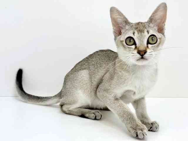 大阪府のシンガプーラ (ひごペットフレンドリーいこらもーる泉佐野店/2025年10月25日生まれ/男の子/セピアアグーティ)の子猫の3枚目の画像