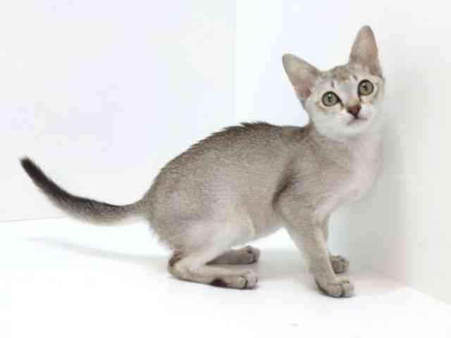 大阪府のシンガプーラ (ひごペットフレンドリーいこらもーる泉佐野店/2025年10月25日生まれ/男の子/セピアアグーティ)の子猫の3枚目の画像