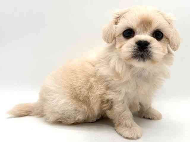 奈良県のペキマル/マルペキ(ペキニーズ×マルチーズ) (ひごペットフレンドリー田原本店/2025年11月16日生まれ/男の子/クリーム)の子犬の3枚目の画像