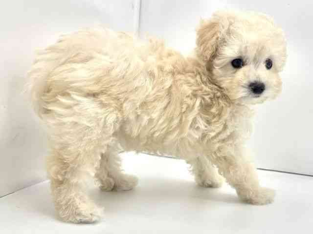 兵庫県のトイプードル(トイ) (ひごペットフレンドリークラウンパーク伊丹店/2025年11月16日生まれ/女の子/ペールフォーン)の子犬の3枚目の画像