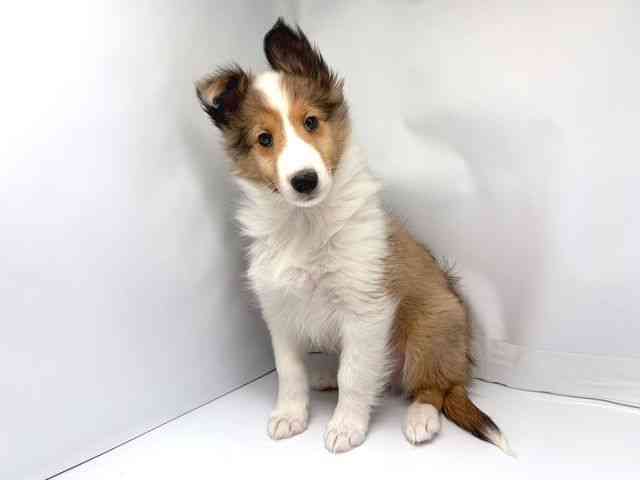 京都府のシェットランドシープドッグ (ひごペットフレンドリー洛北阪急スクエア店/2025年11月16日生まれ/男の子/セーブルホワイト)の子犬の3枚目の画像