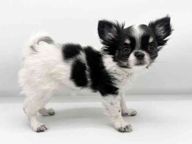 大阪府のチワワ(ロング) (ひごペットフレンドリーららぽーとEXPOCITY店/2025年11月16日生まれ/女の子/ホワイトブラックタン)の子犬の3枚目の画像