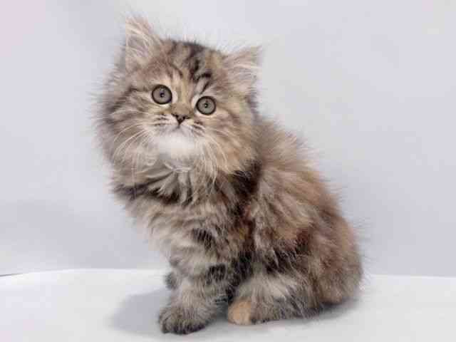 大阪府のスコティッシュフォールド (ひごペットフレンドリーイズミヤショッピングセンター千里丘店/2025年11月16日生まれ/女の子/ブラウンパッチドタビー)の子猫の3枚目の画像