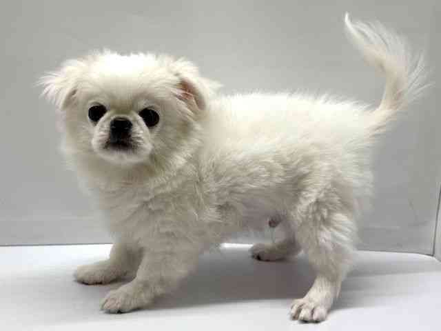 大阪府のチワペキ/ペキチー/ペキチワ(チワワ×ペキニーズ) (ひごペットフレンドリーベルファⅡ都島店/2025年11月18日生まれ/男の子/ホワイト＆ライトベージュ)の子犬の3枚目の画像