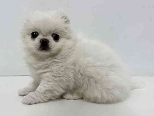 大阪府のチワペキ/ペキチー/ペキチワ(チワワ×ペキニーズ) (ひごペットフレンドリーベルファⅡ都島店/2025年11月18日生まれ/男の子/ホワイト＆ライトベージュ)の子犬の3枚目の画像