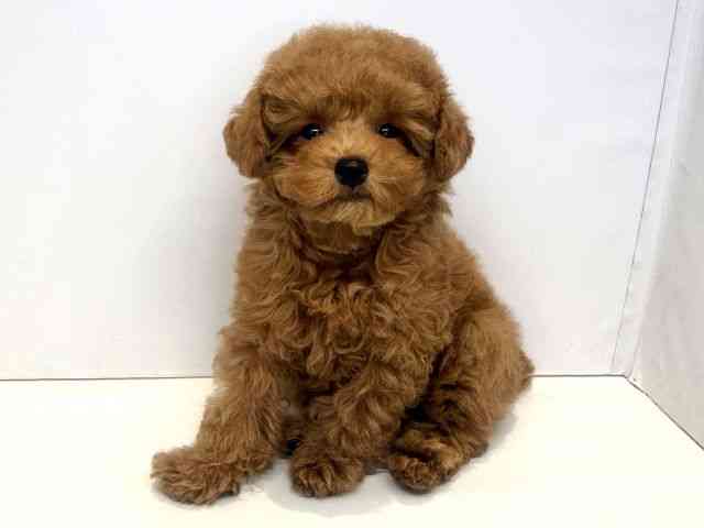 大阪府のトイプードル(トイ) (ひごペットフレンドリーセブンパーク天美店/2025年11月16日生まれ/男の子/レッドフォーン)の子犬の3枚目の画像