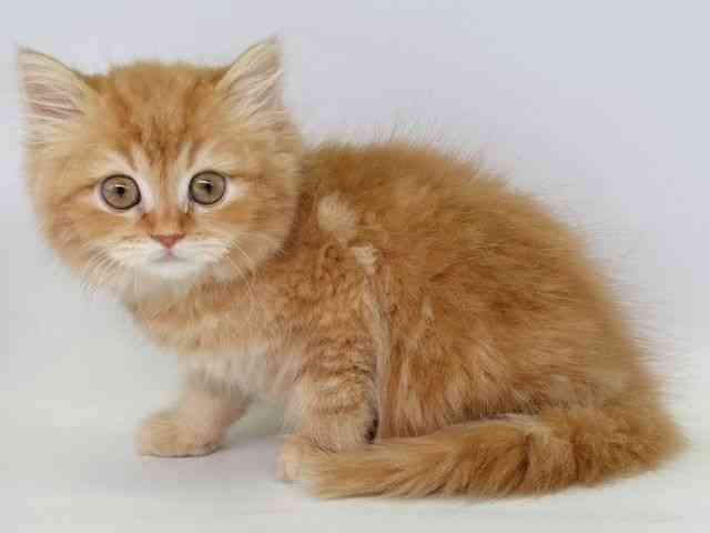 大阪府のマンチカン (ひごペットフレンドリー瓜破店/2025年11月15日生まれ/男の子/レッドタビー)の子猫の3枚目の画像