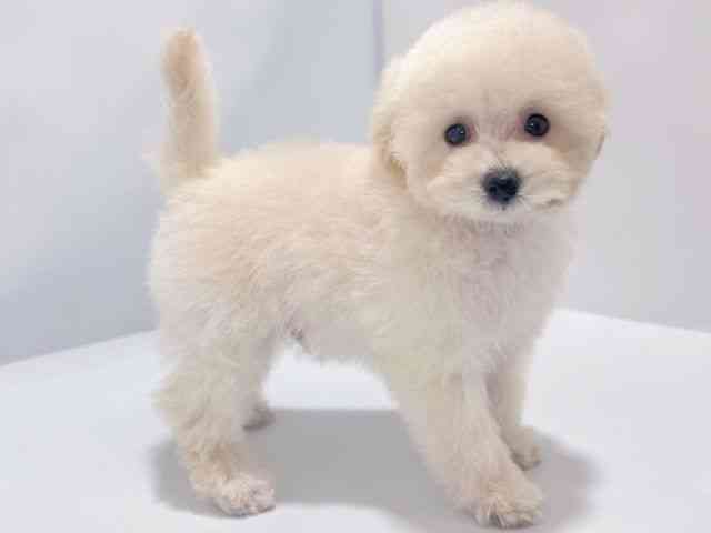 大阪府のトイプードル(トイ) (ひごペットフレンドリーイズミヤショッピングセンター千里丘店/2025年11月13日生まれ/男の子/ホワイト)の子犬の3枚目の画像