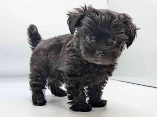 香川県のチワプー/プーチー(チワワ×プードル) (ひごペットフレンドリーゆめタウン高松店/2025年11月18日生まれ/女の子/ブラック)の子犬の3枚目の画像