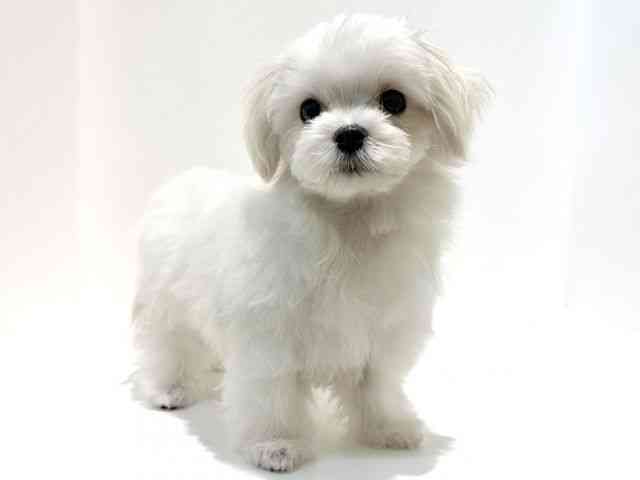 大阪府のマルチーズ (ひごペットフレンドリーイオン高槻店/2025年11月18日生まれ/男の子/ホワイト)の子犬の3枚目の画像