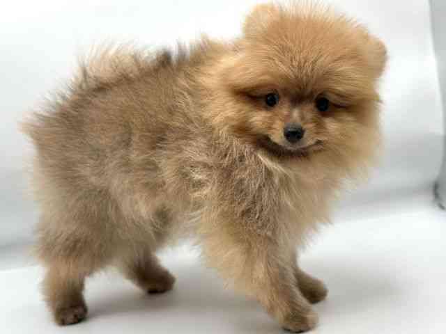 香川県のポメラニアン (ひごペットフレンドリーゆめタウン高松店/2025年11月19日生まれ/男の子/オレンジ)の子犬の3枚目の画像