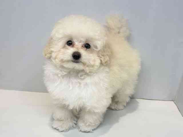 大阪府のトイプードル(トイ) (ひごペットフレンドリーセブンパーク天美店/2025年11月19日生まれ/女の子/ホワイト)の子犬の3枚目の画像
