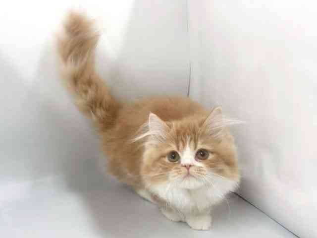 京都府のミヌエット (ひごペットフレンドリー京都店/2025年11月3日生まれ/男の子/レッドタビーホワイト)の子猫の3枚目の画像