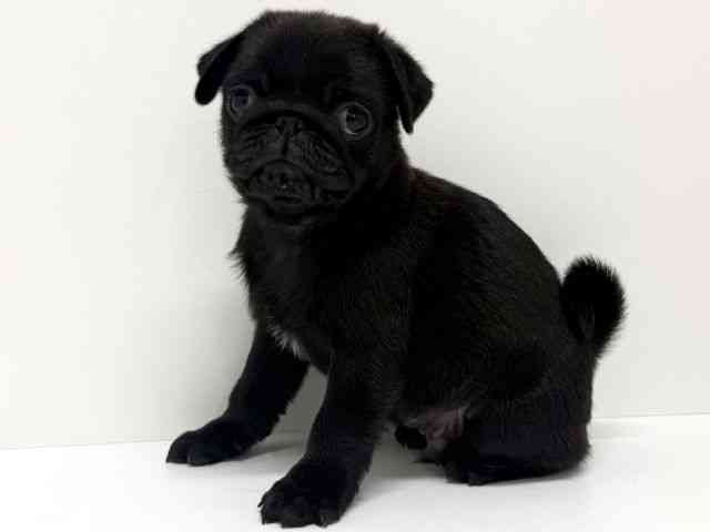 大阪府のパグ (ひごペットフレンドリーくずはモール店/2025年11月20日生まれ/男の子/ブラック)の子犬の3枚目の画像