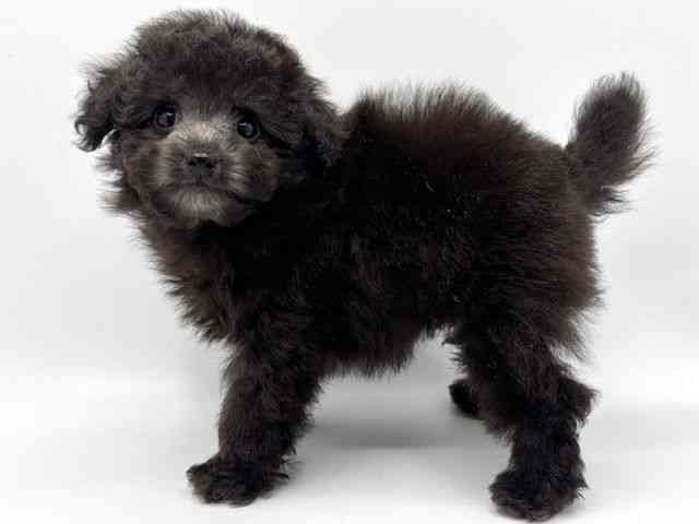 大阪府のトイプードル(トイ) (ひごペットフレンドリーみのおキューズモール店/2025年11月16日生まれ/男の子/グレー)の子犬の3枚目の画像