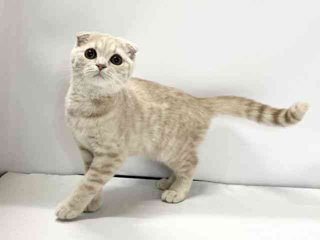 愛媛県のスコティッシュフォールド (ひごペットフレンドリーイオンモール今治新都市店/2025年11月15日生まれ/男の子/クリームタビー)の子猫の3枚目の画像