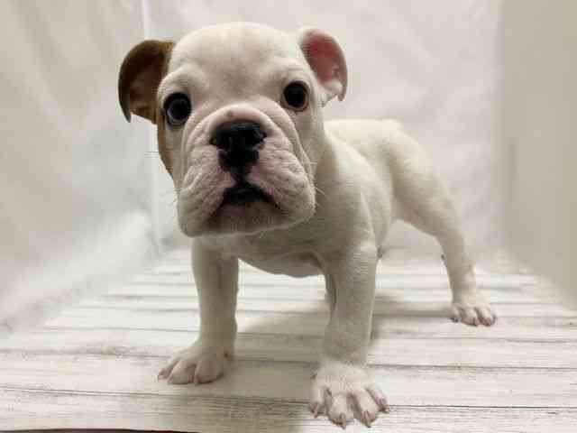 和歌山県のブルドッグ (ひごペットフレンドリーパームシティ和歌山店/2025年11月20日生まれ/男の子/ホワイトレッド)の子犬の3枚目の画像