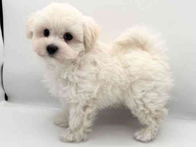 島根県のマルプー(マルチーズ×プードル) (ひごペットフレンドリーイオン松江ショッピングセンター店/2025年11月20日生まれ/男の子/クリームホワイト)の子犬の3枚目の画像