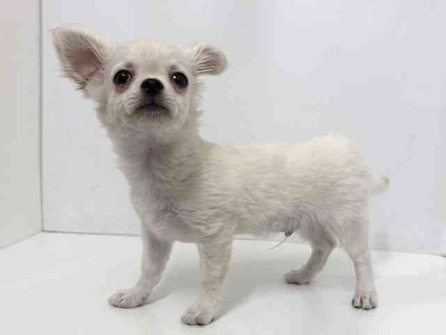 大阪府のチワワ(ロング) (ひごペットフレンドリーベルファⅡ都島店/2025年10月25日生まれ/男の子/クリーム)の子犬の3枚目の画像