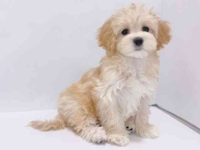 大阪府のマルプー(マルチーズ×プードル) (ひごペットフレンドリーイズミヤショッピングセンター千里丘店/2025年11月19日生まれ/女の子/アプリコット)の子犬の3枚目の画像