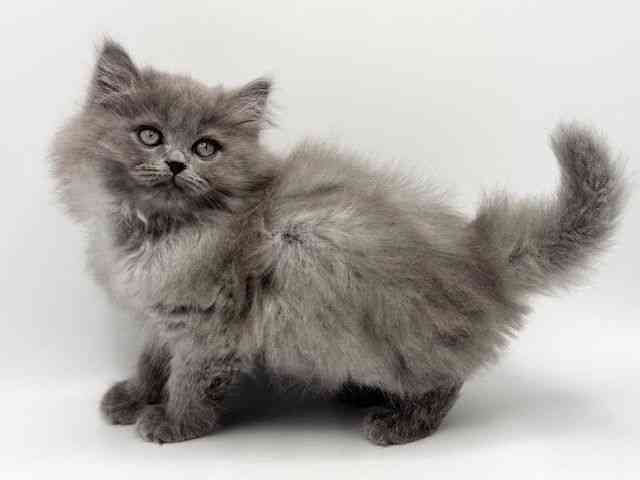 大阪府のラガマフィン (ひごペットフレンドリーみのおキューズモール店/2025年11月23日生まれ/男の子/ブルータビー)の子猫の3枚目の画像