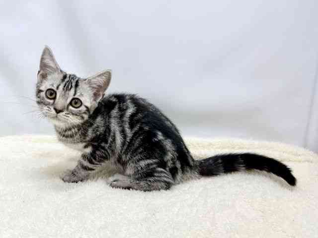 広島県のアメリカンショートヘアー (ひごペットフレンドリーゆめタウン廿日市店/2025年11月22日生まれ/女の子/シルバータビー)の子猫の3枚目の画像