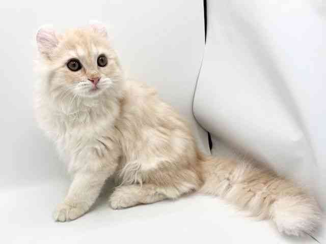 大阪府のアメリカンカール (ひごペットフレンドリーみのおキューズモール店/2025年11月12日生まれ/男の子/クリームタビーホワイト)の子猫の3枚目の画像