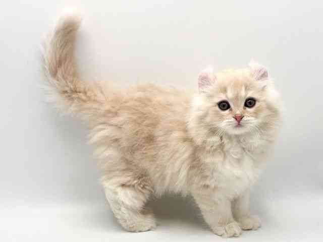 大阪府のアメリカンカール (ひごペットフレンドリーみのおキューズモール店/2025年11月12日生まれ/男の子/クリームタビーホワイト)の子猫の3枚目の画像