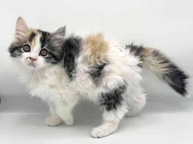 大阪府のサイベリアン (ひごペットフレンドリーららぽーとEXPOCITY店/2025年11月22日生まれ/女の子/キャリコ)の子猫の3枚目の画像