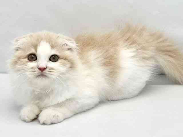 大阪府のスコティッシュフォールド (ひごペットフレンドリーイトーヨーカドー津久野店/2025年11月22日生まれ/女の子/カメオホワイト)の子猫の3枚目の画像