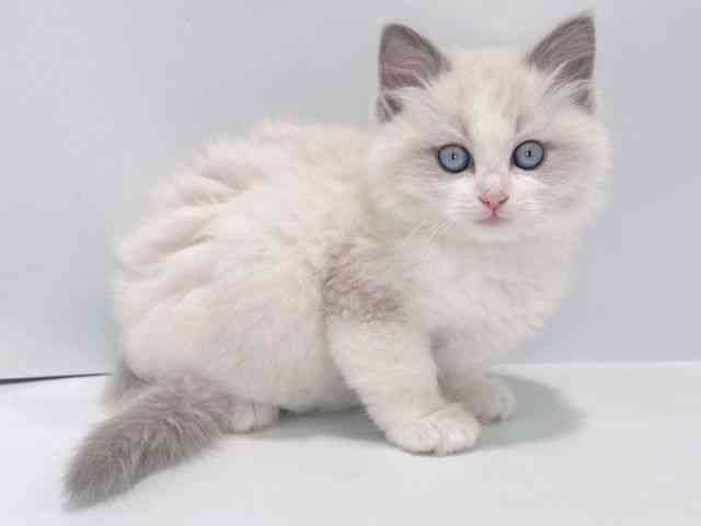 大阪府のラグドール (ひごペットフレンドリーイズミヤショッピングセンター千里丘店/2025年11月20日生まれ/男の子/ブルーポイントバイカラー)の子猫の3枚目の画像