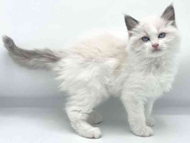 大阪府のラグドール (ひごペットフレンドリーららぽーとEXPOCITY店/2025年11月20日生まれ/女の子/ブルーポイントバイカラー)の子猫の3枚目の画像