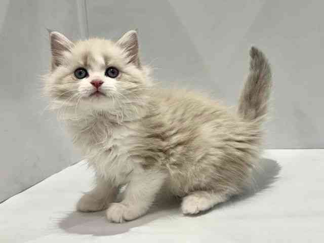 大阪府のネヴァマスカレード (ひごペットフレンドリーセブンパーク天美店/2025年11月21日生まれ/女の子/ブルーリンクスポイントホワイト)の子猫の3枚目の画像