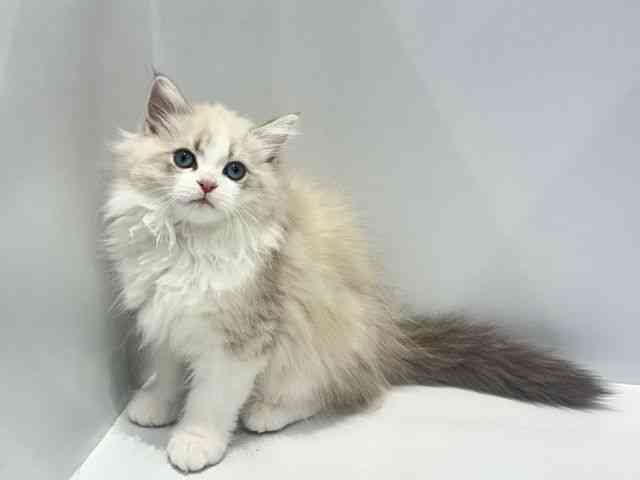 大阪府のネヴァマスカレード (ひごペットフレンドリーセブンパーク天美店/2025年11月21日生まれ/女の子/ブルーリンクスポイントホワイト)の子猫の3枚目の画像