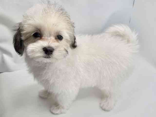 大阪府のマルプー(マルチーズ×プードル) (ひごペットフレンドリーみのおキューズモール店/2025年11月20日生まれ/女の子/パーティーカラー)の子犬の3枚目の画像