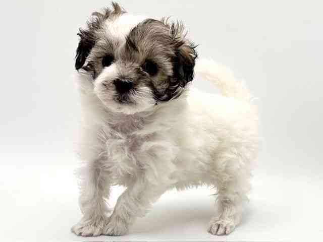 大阪府のマルプー(マルチーズ×プードル) (ひごペットフレンドリーみのおキューズモール店/2025年11月20日生まれ/女の子/パーティーカラー)の子犬の3枚目の画像