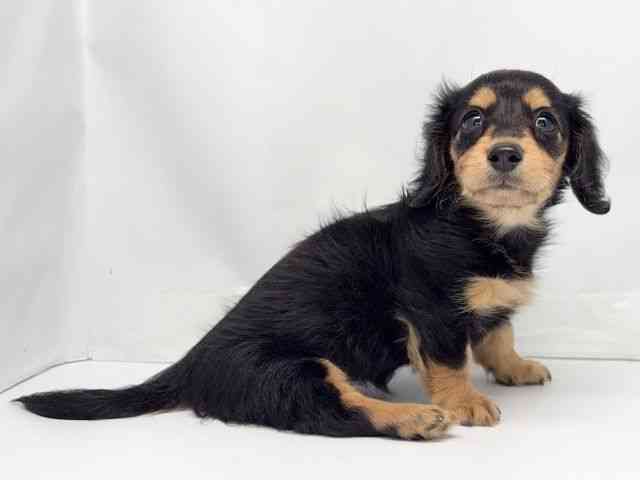 京都府のカニンヘンダックスフンド(ロング) (ひごペットフレンドリー洛北阪急スクエア店/2025年11月22日生まれ/女の子/ブラックタン)の子犬の3枚目の画像