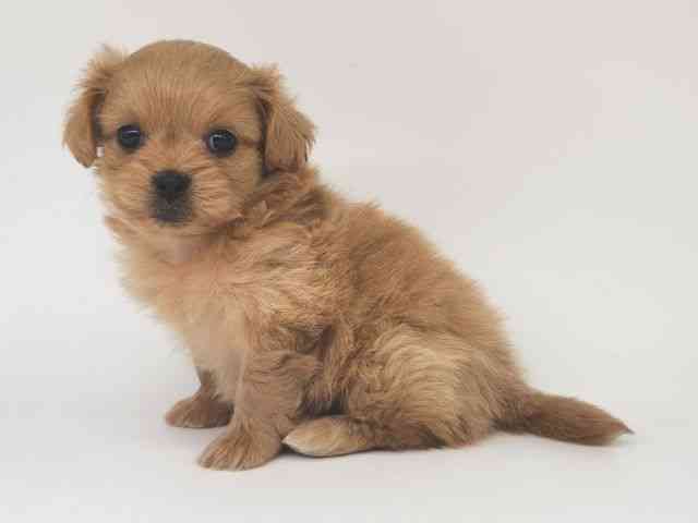 大阪府のペキプー(ペキニーズ×プードル) (ひごペットフレンドリー泉ヶ丘店/2025年11月22日生まれ/女の子/レッド)の子犬の3枚目の画像