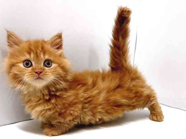 奈良県のマンチカン (ひごペットフレンドリー奈良パワーシティ店/2025年11月18日生まれ/女の子/レッドタビー)の子猫の3枚目の画像