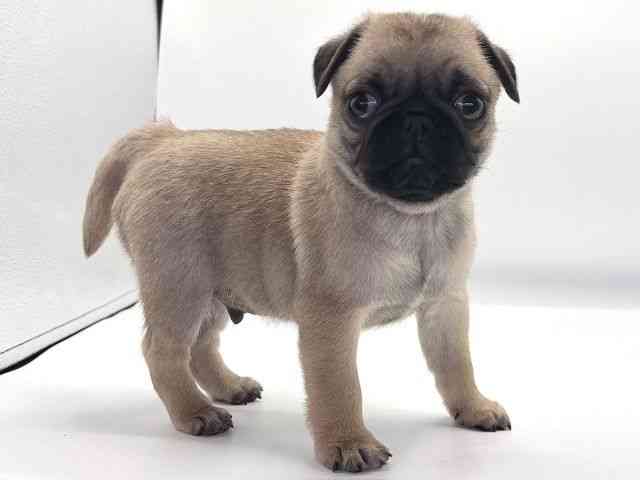 愛知県のパグ (ひごペットフレンドリープライムツリー赤池店/2025年11月22日生まれ/男の子/フォーン)の子犬の3枚目の画像