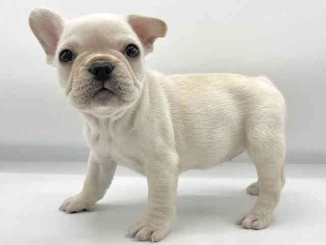 大阪府のフレンチブルドッグ (ひごペットフレンドリーららぽーとEXPOCITY店/2025年11月20日生まれ/女の子/クリーム)の子犬の3枚目の画像