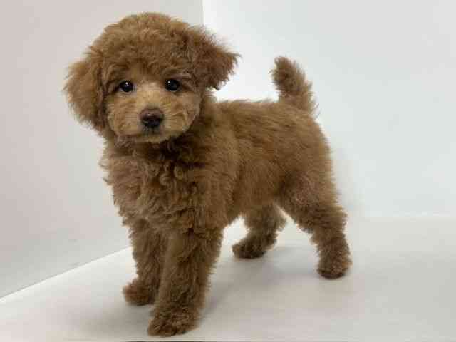 大阪府のトイプードル(トイ) (ひごペットフレンドリーアクロスプラザ住之江店/2025年11月22日生まれ/男の子/レッド)の子犬の3枚目の画像