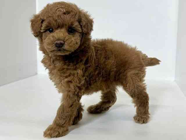 大阪府のトイプードル(トイ) (ひごペットフレンドリーアクロスプラザ住之江店/2025年11月22日生まれ/男の子/レッド)の子犬の3枚目の画像