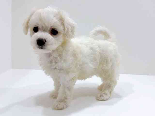 広島県のビションフリーゼ (ひごペットフレンドリーフジグラン神辺店/2025年11月21日生まれ/女の子/ホワイト)の子犬の3枚目の画像