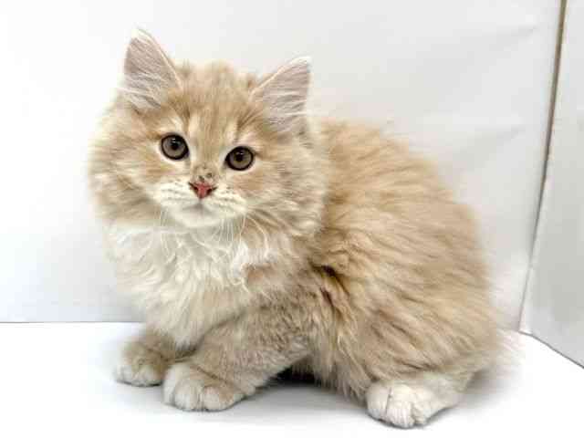 大阪府のサイベリアン (ひごペットフレンドリーイオンタウン茨木太田店/2025年11月22日生まれ/男の子/クリームタビーホワイト)の子猫の3枚目の画像